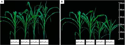 The CO2 fertilization effect on leaf photosynthesis of maize (Zea mays L.) depends on growth temperatures with changes in leaf anatomy and soluble sugars